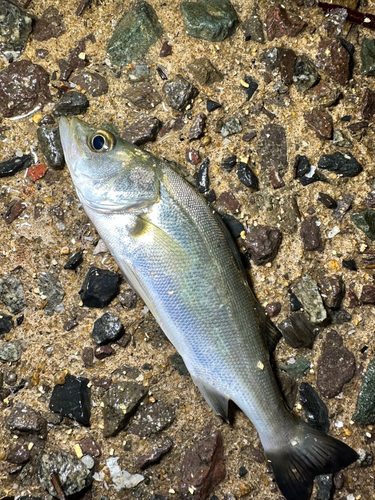 セイゴ（マルスズキ）の釣果