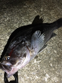 クロソイの釣果