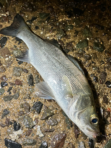 セイゴ（マルスズキ）の釣果