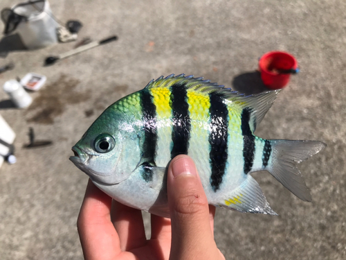 オヤビッチャの釣果