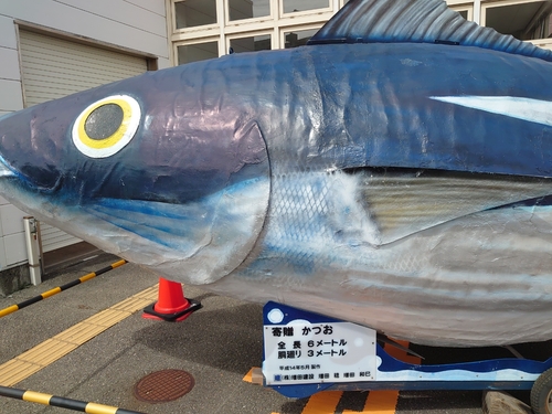 カツオの釣果