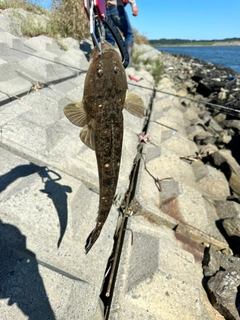 マゴチの釣果