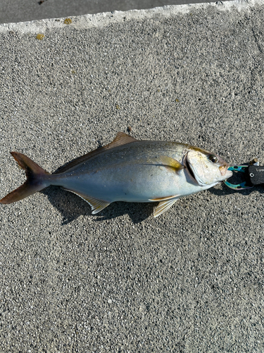 ショゴの釣果