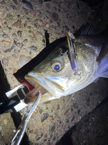 スズキの釣果