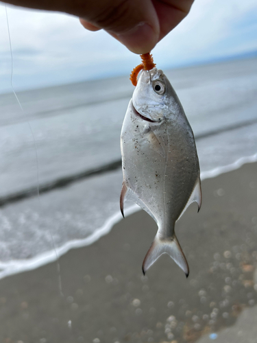 コバンアジの釣果