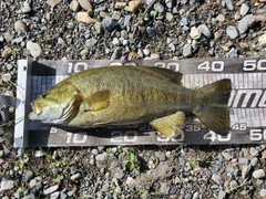 スモールマウスバスの釣果