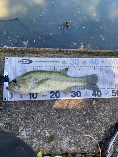 ブラックバスの釣果