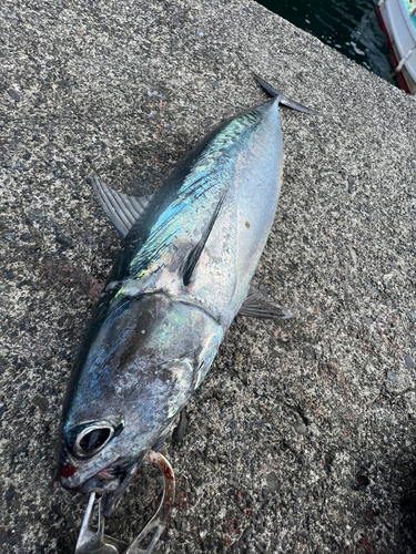 ソウダガツオの釣果