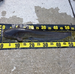 マナマズの釣果