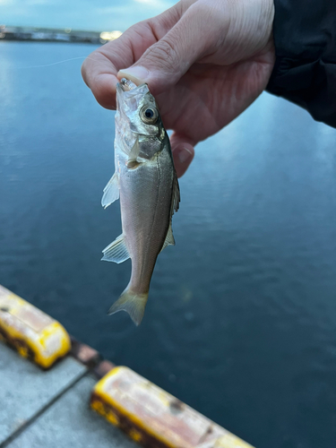 フッコ（ヒラスズキ）の釣果