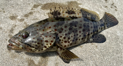 チャイロマルハタの釣果