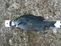 クチブトグレの釣果