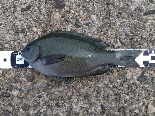 クチブトグレの釣果