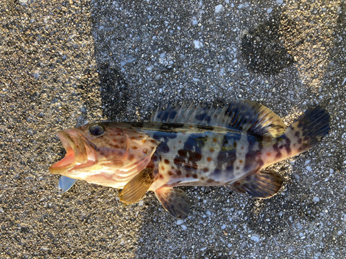 チャイロマルハタの釣果