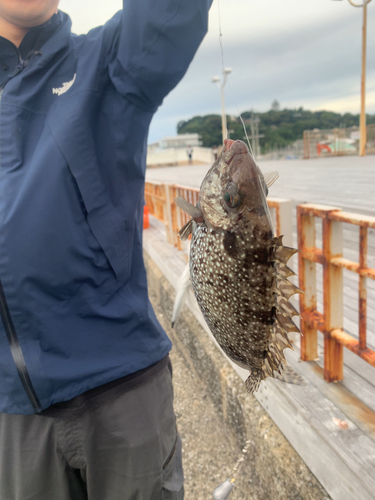 アイゴの釣果