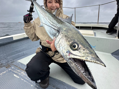 サワラの釣果