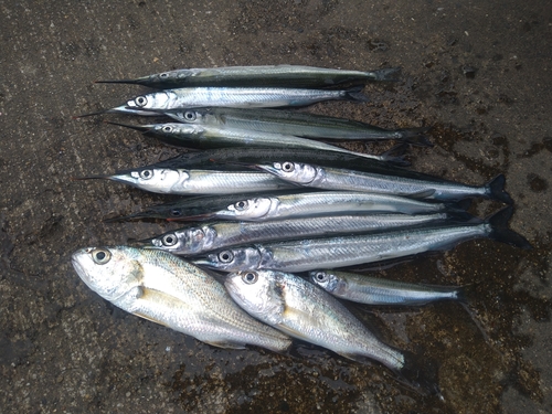 サヨリの釣果