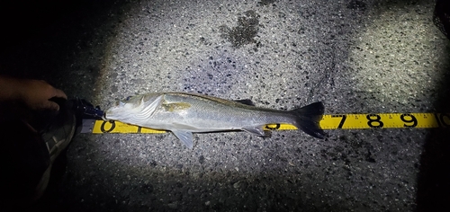 シーバスの釣果