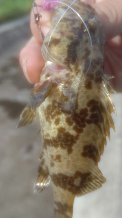 タケノコメバルの釣果