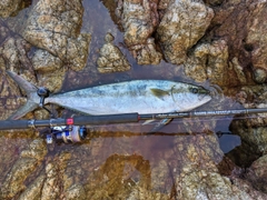 ヒラマサの釣果