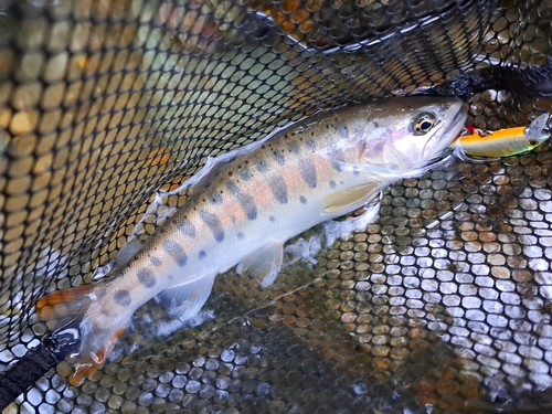 ヤマメの釣果