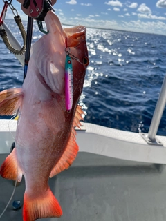 アカジンミーバイの釣果