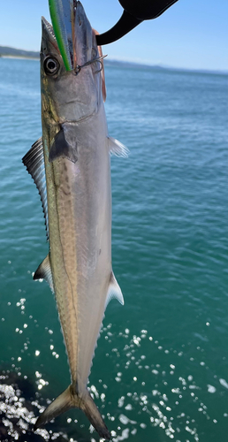 サゴシの釣果