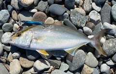 ショゴの釣果