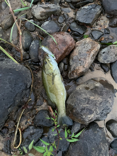 スモールマウスバスの釣果