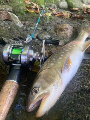 アメマスの釣果