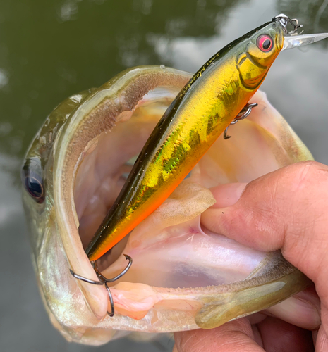 ラージマウスバスの釣果