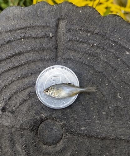 タナゴの釣果