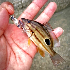 クロホシフエダイの釣果