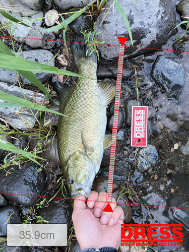 スモールマウスバスの釣果