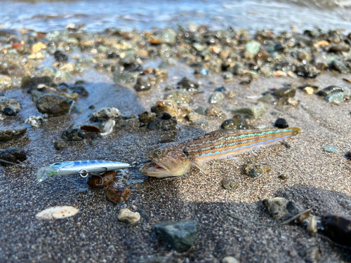 エソの釣果