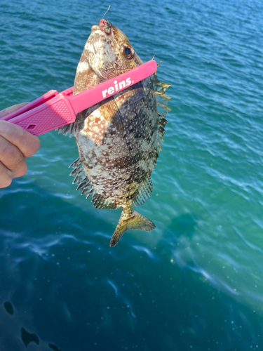 アイゴの釣果