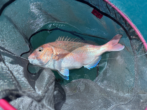 マダイの釣果