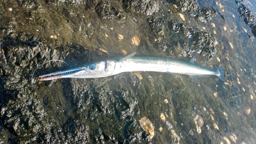 ダツの釣果