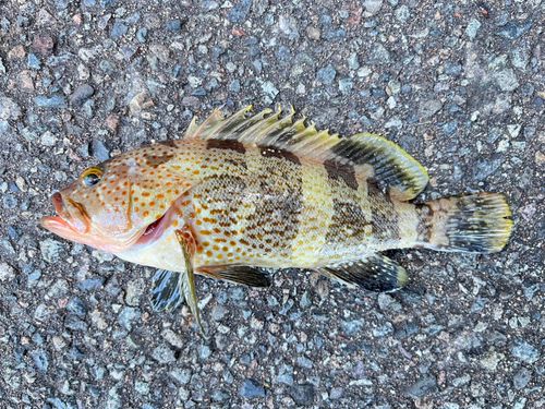 アオハタの釣果