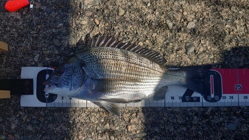 クロダイの釣果