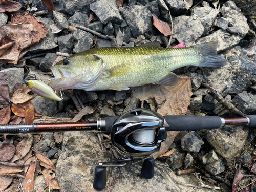 ブラックバスの釣果