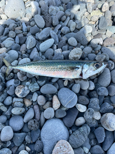 ゴマサバの釣果