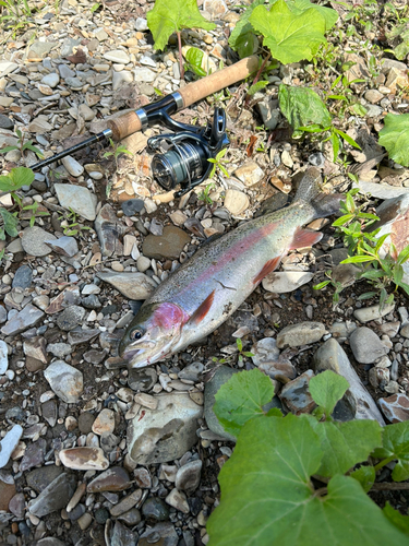 ニジマスの釣果