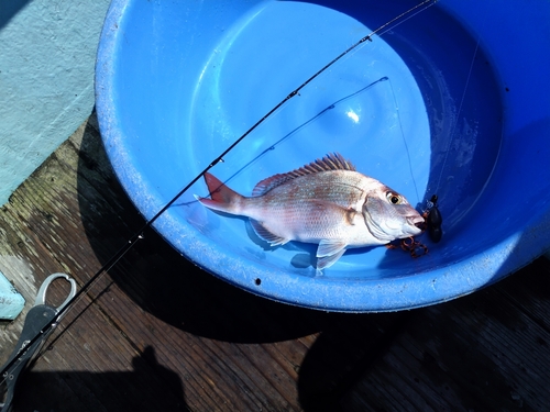 コショウダイの釣果