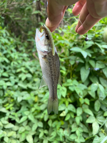 ブラックバスの釣果