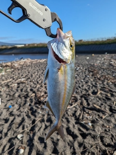 ネリゴの釣果