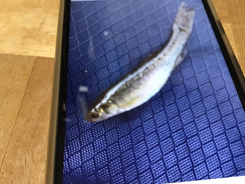 タカハヤの釣果