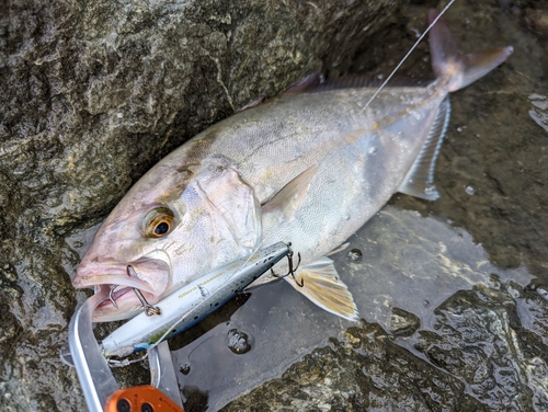 ショゴの釣果