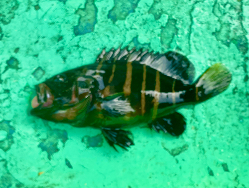 マハタの釣果