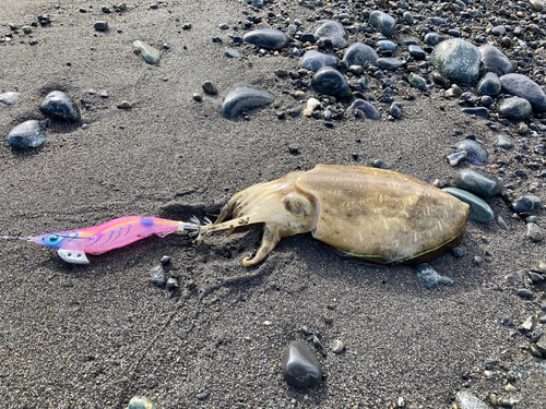 コウイカの釣果